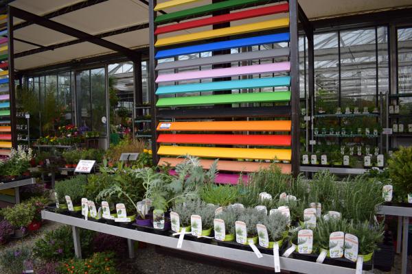 Choisissez chez Pépinières Rouberty des plants potager et aromatiques robustes : tomates, salades, herbes aromatiques, légumes de saison… Parfaits pour jardins, balcons ou potagers familiaux. Idéal pour cultiver légumes et aromates en toute simplicité.