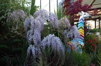 Plantes grimpantes & lianes – Pépinières Rouberty La Rochelle