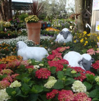 Plantes de terre de bruyère – Pépinières Rouberty La Rochelle