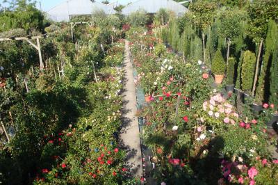 Rosiers & rosiers buissons – Pépinières Rouberty La Rochelle