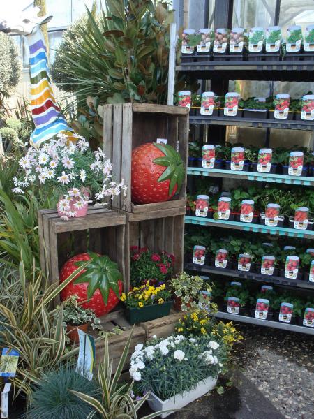 Découvrez notre sélection d’arbres fruitiers chez Pépinières Rouberty : pommiers, poiriers, cerisiers… pour vergers, jardins ou petits espaces. Commandez des plants de qualité et bénéficiez de nos conseils pour réussir votre plantation.