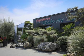 Oliviers méditerranéens – Pépinières Rouberty La Rochelle