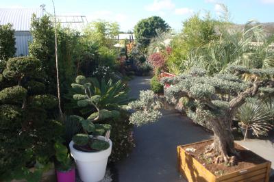 Bonsaï & topiaires – Pépinières Rouberty La Rochelle