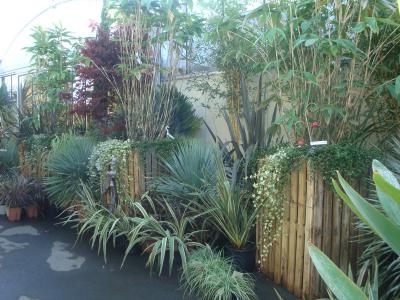 Bambous & plantes graminées – Pépinières Rouberty La Rochelle