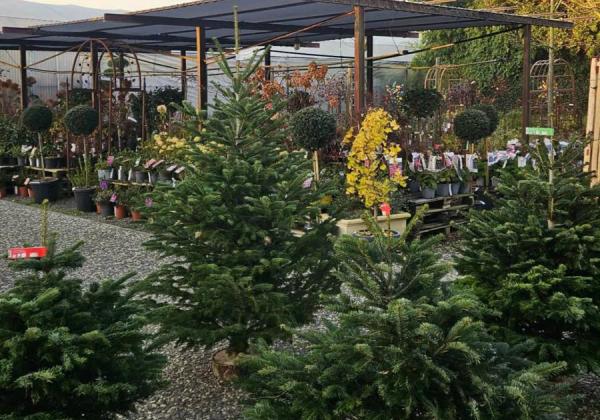 sir votDécouvrez notre large sélection de sapins de Noël aux Pépinières Rouberty : variétés fraîches, tailles différentes et qualité garantie pour illuminer vos fêtes. 
