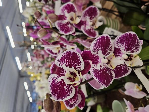 Découvrez nos idées cadeaux nature : plantes fleuries, compositions et déco végétale. Aux Pépinières Rouberty, offrez un présent qui fait pousser le bonheur.