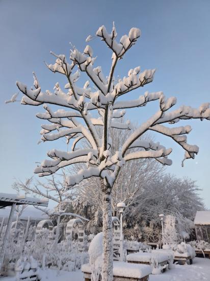 Neige et gel : protégez vos arbres et jardins après les intempéries