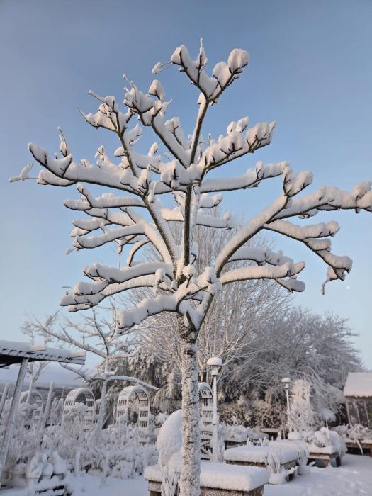 près la neige et le gel, sécurisez vos arbres, palmiers, lauriers-roses et cactus. Enlevez les branches cassées, évitez les tailles sévères et préparez vos jardins pour le printemps avec nos conseils.  