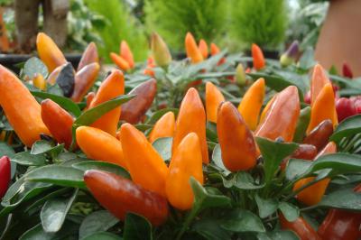 Besoin d'un conseil ?