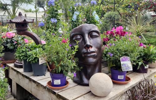 Pépinières Rouberty : arbres, arbustes, oliviers, rosiers, bonsaïs, plantes méditerranéennes. Conseils de pros et large choix près de La Rochelle.