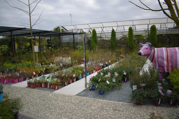 Pépinières Rouberty : arbres, arbustes, oliviers, rosiers, bonsaïs, plantes méditerranéennes. Conseils de pros et large choix près de La Rochelle.