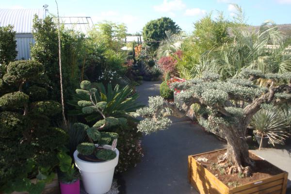 Découvrez notre collection de bonsaïs et topiaires chez Pépinières Rouberty : arbres miniatures, formes sculptées et idées végétales originales pour jardins, terrasses ou intérieurs. Créez un espace unique et élégant avec des plantes d’exception.