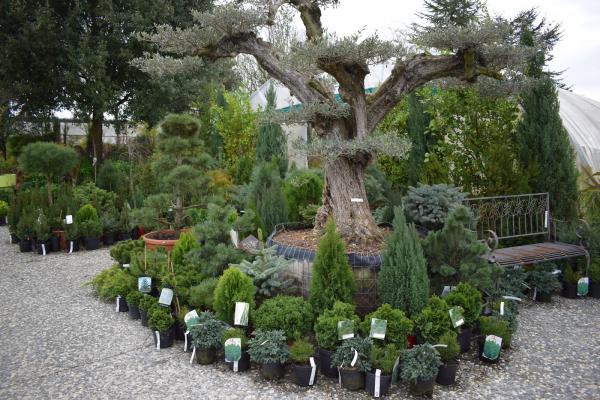 Découvrez notre sélection d’arbres et conifères : arbres d’ornement, haies persistantes, conifères résineux pour jardins & espaces verts. Plantez avec succès et embellissez votre extérieur avec des végétaux de qualité.