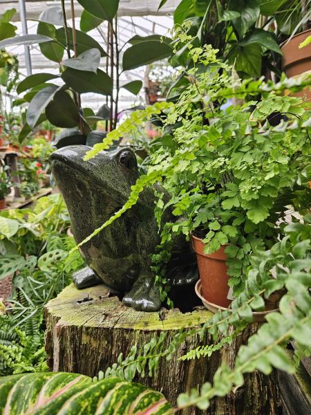 Offrez une carte cadeau des Pépinières Rouberty : montant au choix, valable sur tous les végétaux et produits. Commande en ligne ou en magasin.