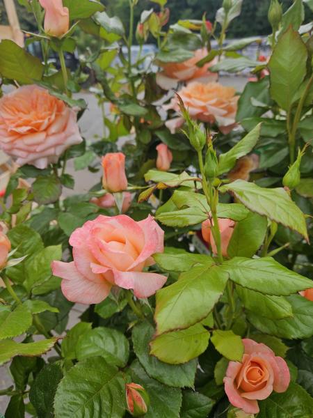 Consultez la politique de confidentialité de Pépinières Rouberty : données personnelles, cookies, respect de la vie privée et conditions d’utilisation. Transparence et sécurité pour vos informations.