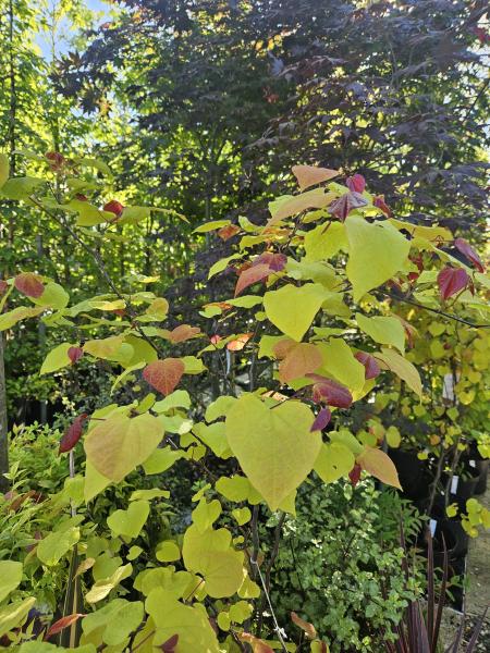 Consultez la politique des cookies de Pépinières Rouberty : informations sur l’utilisation des cookies, le consentement, vos choix et la gestion des données de navigation.