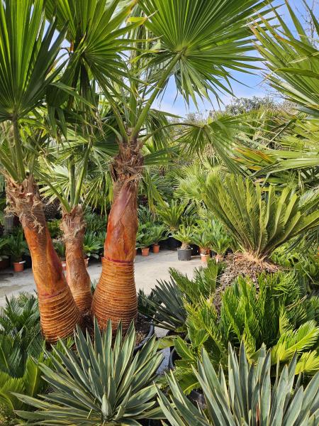 Consultez la politique des cookies de Pépinières Rouberty : informations sur l’utilisation des cookies, le consentement, vos choix et la gestion des données de navigation.