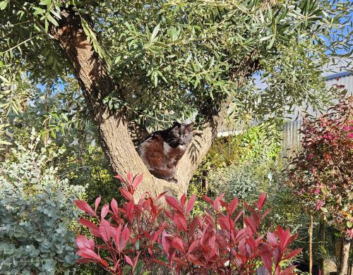 Découvrez les végétaux des Pépinières Rouberty près de La Rochelle : aménagement de jardins, conseils paysagers, plantation d’arbres, arbustes, plantes d’ornement, terrasses, balcons et espaces verts.