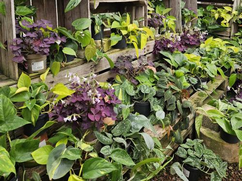 Rencontrez l’équipe passionnée des Pépinières Rouberty et bénéficiez de conseils professionnels pour vos plantes.