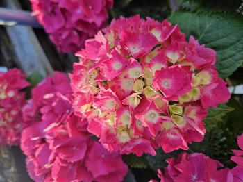Automne en couleurs – Pépinières Rouberty La Rochelle