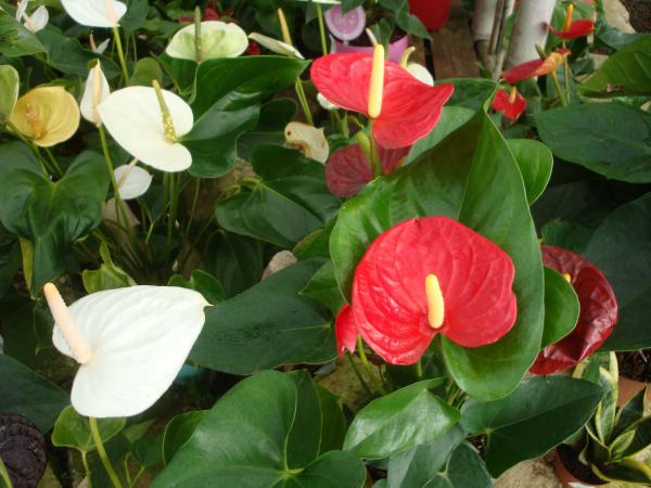 Consultez les mentions légales de Pépinières Rouberty : informations éditeur, hébergement, droit d’auteur et conditions d’utilisation du site.