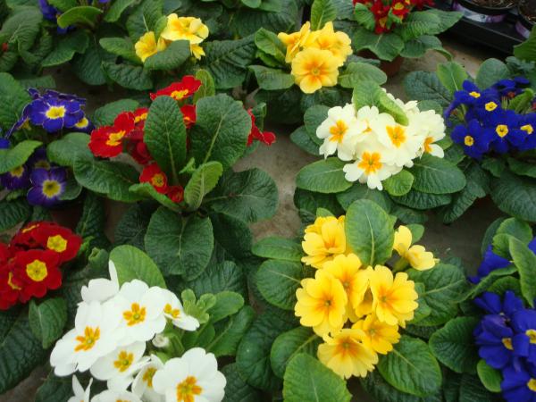 Consultez les mentions légales de Pépinières Rouberty : informations éditeur, hébergement, droit d’auteur et conditions d’utilisation du site.